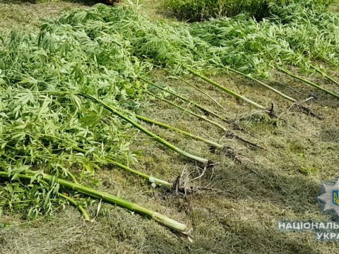 Поліцейські викрили ще одного "наркоаграрія" під Броварами