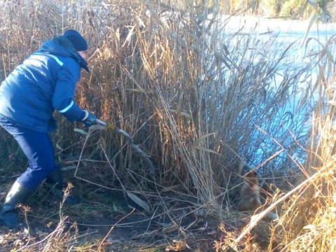 Неподалік Бородянки рятувальники визволили лисеня з пастки (ФОТО)