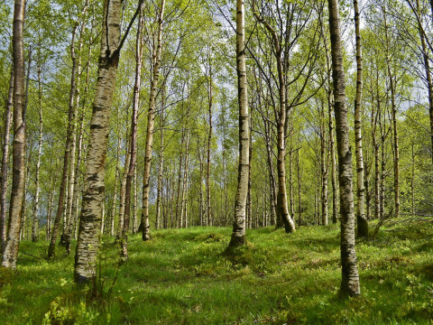  Ми врятували ліси навколо села Віта Поштова, - Михайло Бно-Айріян (ФОТО)