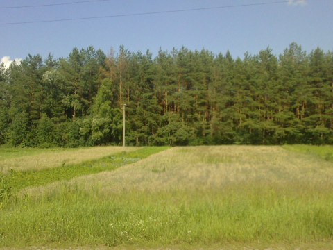 На Київщині Держгеокадастр незаконно виділив землі "Богуславського лісового господарства"