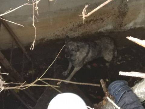 На Чорнобильщині пожежники врятували домашнього улюбленця (ФОТО) 
