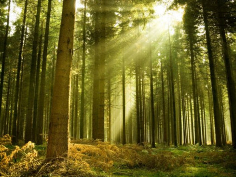 У Броварах чоловік протягом шести років незаконно вирубав ліс