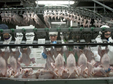 "Гаврилівські курчата" викинули 230 тон мертвої курятини просто на асфальт