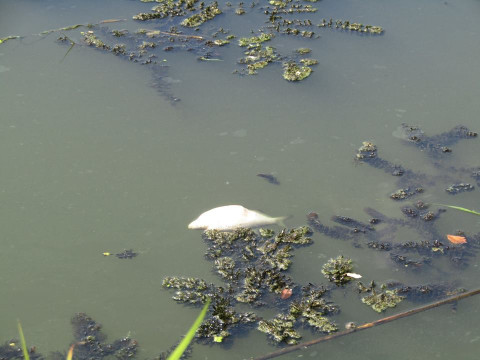 Через депутата від "БПП" в річці Рось масово гине риба 