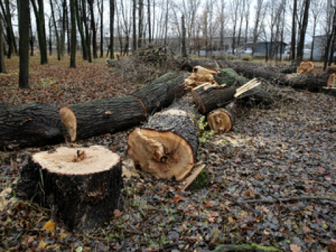 На Білоцерківщині чоловіку загрожує до 5 років тюрми за самовільну вирубку дерев