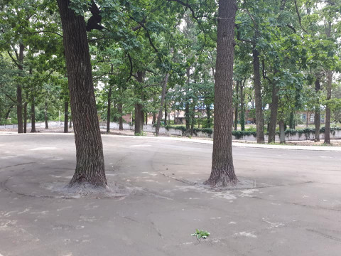 Фото дня: в Ірпені дерева в парку заливають бетоном