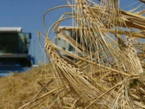 На Київщині зібрали понад 450 тис тонн зернових