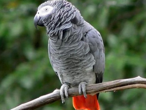 На Обухівщині знайшли рідкісного великого папугу (ВІДЕО)