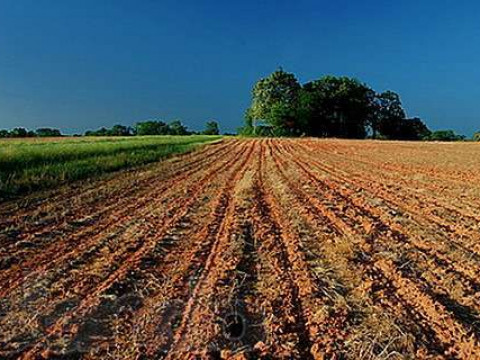 Хотів збільшити і втратив: на Згурівщині прокуратура позбавить фермера права на оренду 100 га землі