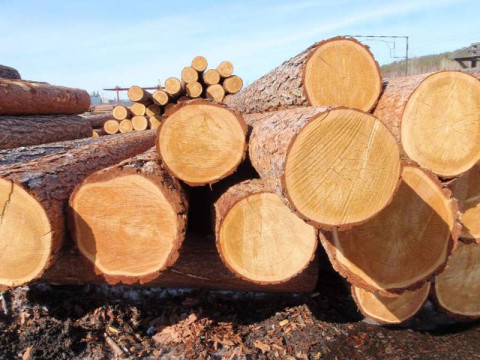 На Київщині вигадали новий спосіб боротьби з контрабандою деревини