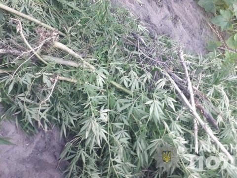 У Василькові чоловік вирощував у себе на подвір’ї наркотичні речовини (ФОТО) 