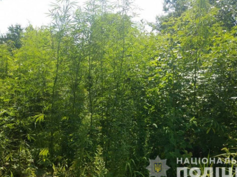 У Василькові поліція виявила на присадибній ділянці велику плантацію конопель (ФОТО)
