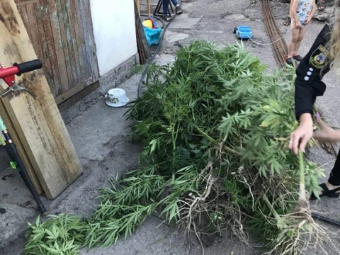 На Київщині поліцейські продовжують виявляти посіви конопель (ФОТО)