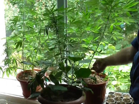 Білоцерківець вирощував 69 кущів коноплі для "приготування лікарських засобів" (ФОТО)