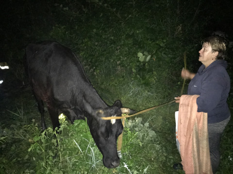 На Білоцерківщині рятувальники звільнили корову з пастки (ФОТО)