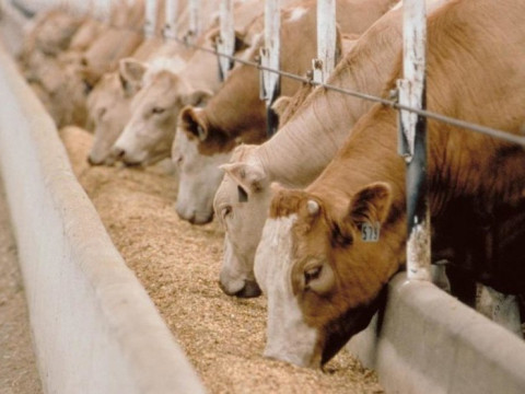 На Київщині відкриють завод високопротеїнових добавок для годування худоби