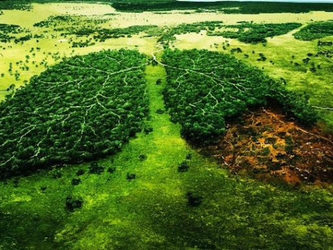 Вікові ліси на вирубку: як структури одіозного нардепа перетворюють Київщину на пустелю