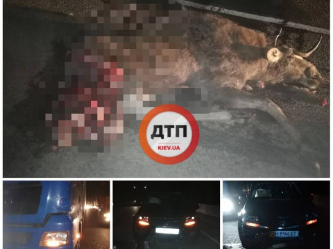  На Київщині лося внаслідок ДТП розірвало на шматки
