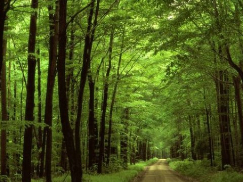 Бучанська міська рада незаконно віддала під забудову 6 га лісу