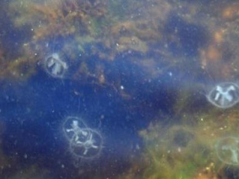 Під Києвом у Дніпрі виловили медузу (ВІДЕО)