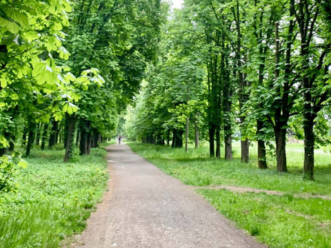 Озеленювати Білу Церкву допомагатимуть іноземні спеціалісти