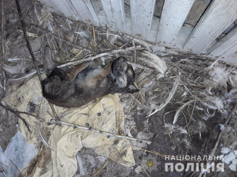 У поліції повідомили про затримання двох живодерів у Баришівському районі (ФОТО) 