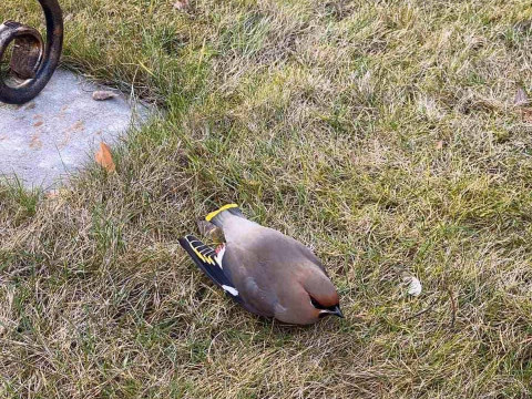 У Броварах зафіксовано масову загибель птахів