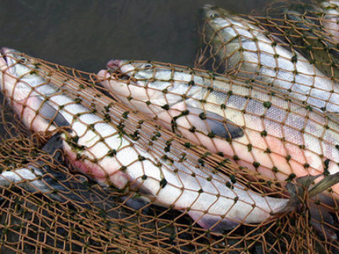 Рибний бізнес: у Вишгородському районі заарештували 13 браконьєрів