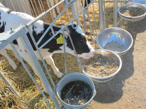 У Володарському районі підприємство планує втричі збільшити поголів’я корів