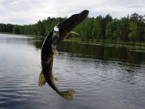 На малих річках Київщини відкрито рибальський сезон