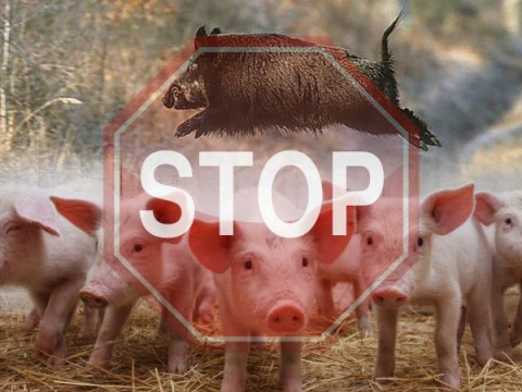 На Тетіївщині спалах африканської чуми свиней