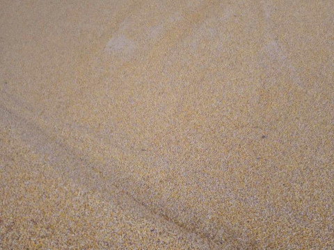 На Миронівщині депутат сільради організував крадіжку зерна на суму майже півмільйона грн 