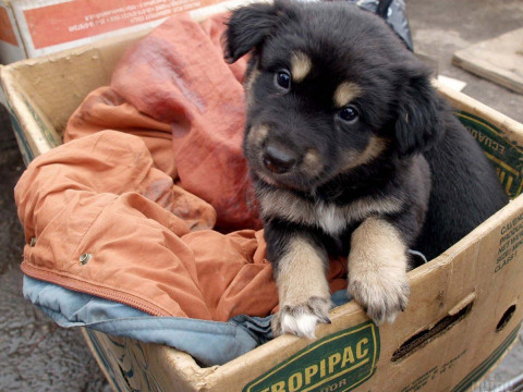 З Чорнобильської зони вивозять бродячих собак