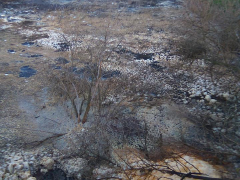 Активісти показали масштаби екологічного лиха в Узині (ФОТО)