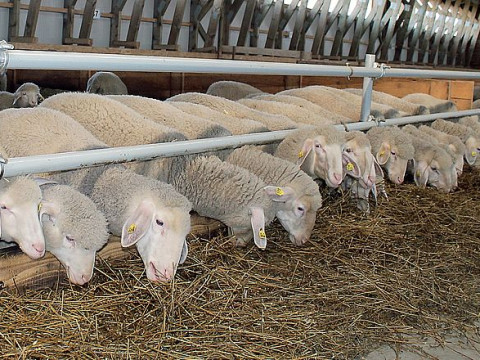 М’ясо на експорт: на Київщині відкрили ферму з відгодівлі овець і бичків