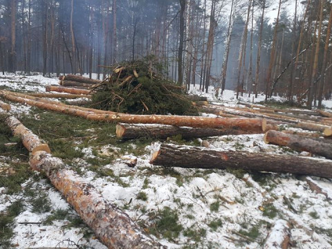 Під Києвом проводять тотальну вирубку лісу (ФОТО)
