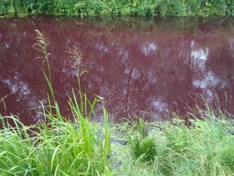У Броварах озеро змінило колір через хімікати (ФОТО, ВІДЕО)