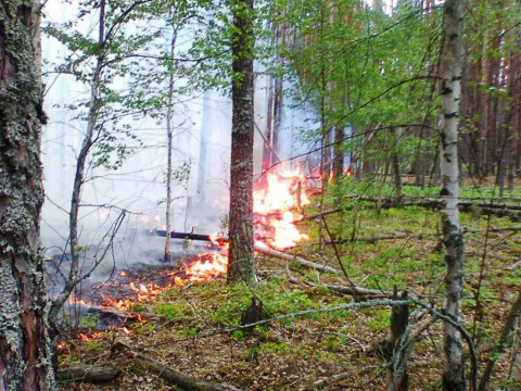 У Чорнобилі знову палав ліс (ФОТО)