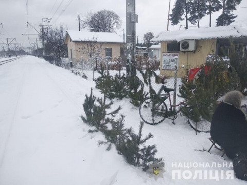  У Немішаєвому жінка незаконно продавала сосни  (ФОТО)