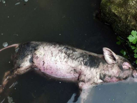 Власник свиноферми на Обухівщині розкидав трупи свиней по полям (ВІДЕО)
