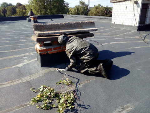 У Васильківському районі рятувальники "виселяли" шершнів зі школи (ФОТО)
