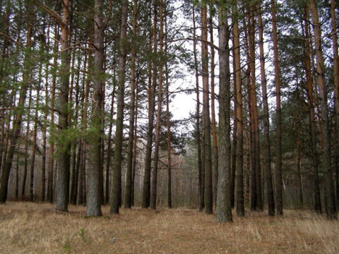 Межі Біличанського лісу досі не визначені – Держгеокадастр переносить дедлайни
