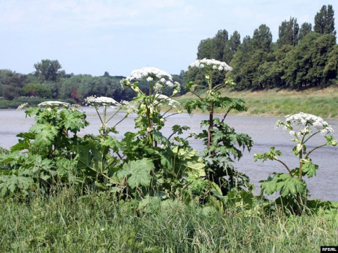 На Вишгородщині виявили небезпечну отруйну рослину (ФОТО)