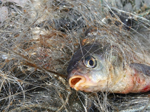 На Київщині за два тижні браконьєри наловили риби на 34 тис грн