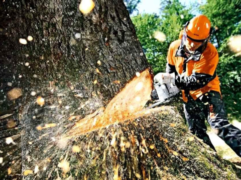 На Київщині затримали посадовця за надання дозволу на вирубку 40 дерев