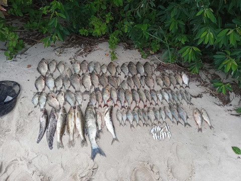 У Вишгородському районі браконьєри наловили риби на вісім тисяч гривень