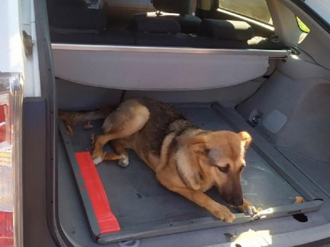 У Борисполі патрульні притягнули до відповідальності водія, який збив собаку  (ФОТО)