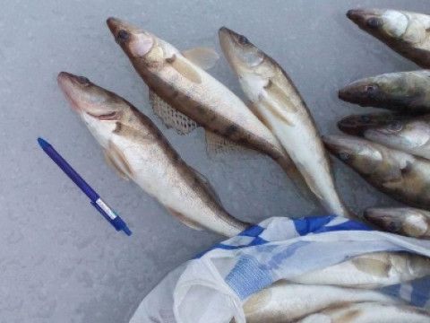  У Вишгородському районі затримали рибних браконьєрів 