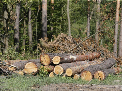 "Київоблагроліс" звинуватили у незаконній рубці дерев на Іванківщині (ВІДЕО)