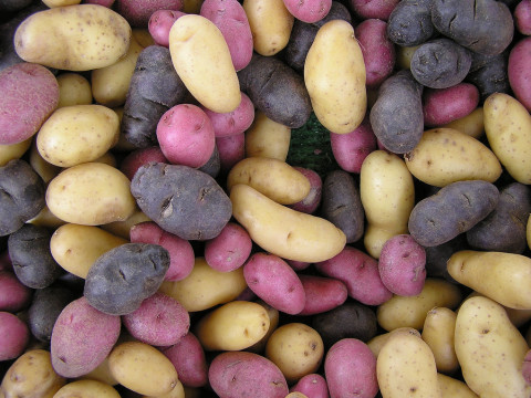  На Київщині вивели більше 100 сортів картоплі (ФОТО)